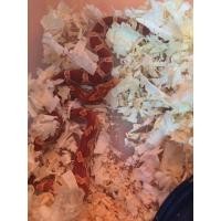 ราคา corn snake (360714300)
