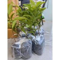 ราคา ต้นพันธุ์ละมุดกระสวยมาเลย์ (มือหนึ่ง) (360711751)