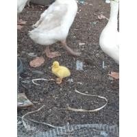 ราคา ลูกห่านจีนสีขาว (มือหนึ่ง) (360721160)