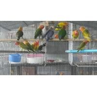 ราคา ขายนกเลิฟเบิดร์หลากสี (118518005)