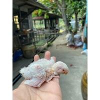 ราคา เลิฟเบิร์ดไม่ขอบตา (360689388)