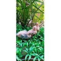 ราคา ขายลูกป้อนค๊อกคาเทลสีขาวไวท์เฟส (343300360)