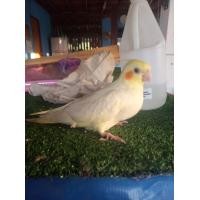 ราคา ลูกป้อนค็อกคาเทล (360683086)