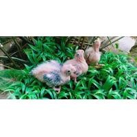 ราคา ขายลูกป้อนค๊อกคาเทลสีขาวสีไวท์เฟส (343300431)