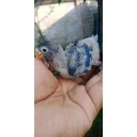 ราคา ขายลูกป้อนนกเลิฟเบิดร์เชื่องๆ (346634637)