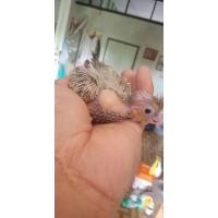 ราคา ลูกป้อนค๊อกคาเทลสีสวยๆ (344166881)