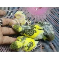 ราคา ขายลูกป้อนนกหงส์หยกลูกผสมตาเเดงเชื่องๆสีสวยๆจร้า (346636760)