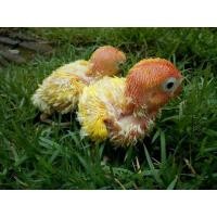 ราคา นกลูกป้อนเชื่องๆ (134774571)