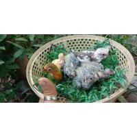 ราคา ขายลูกป้อนค๊อกคาเทลสีสวยๆเชืองๆ (346465908)