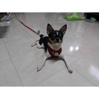 ราคา ผสมพันธ์ชิวาว่าขนสั้น (มือหนึ่ง) (360684549)