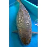ราคา ปลาคาร์ฟ​นอก​สวยๆ​ ขนาด​ 65​ ถึง​ 86 เซนใหญ่มากๆ (360703893)