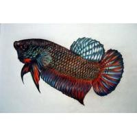 ราคา ปลากัดหม้อสายพันธ์ุเก่ง กัดเก่ง ทน อึด หนังเกร็ด หนา ลูกหม้อมาเลย. เกรด เอ ์ จากฟราม์ปลากัด อ.ชัชบางกรวย (127926568)