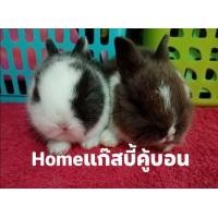 ราคา กระต่ายNDแท้ (360700091)