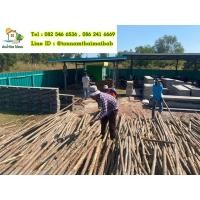 ราคา ไม้ยูคา ไม้หน้าสอง ไม้หน้าสาม ไม้เป๊ก (มือหนึ่ง) (360686431)