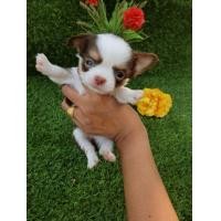 ราคา ชิวาว่า (360710692)