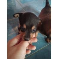 ราคา ชิวาว่าขนสั้น1เดือน ราคาลดได้ ผู้สีดำเมียสีน้ำตาล (360710175)