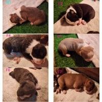 ราคา บูลลี่ (360709616)