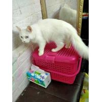 ราคา แมวเปอร์เซีย​สี​ขาว​ตา​ฟ้า​ทั้ง​2​ข้าง​อายุ​7เดือน​ขี้อ้อน​เพศ​ผู้​ (360704034)