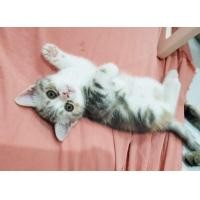 ราคา สก็อตติช เพ็ดนอก (360706510)