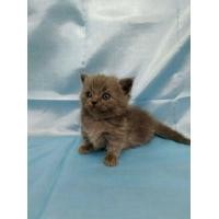ราคา แมวมันช์กิ้น(Munchkin Cat) (360708593)