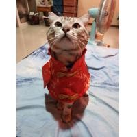 ราคา รับทับอเมริกันชอตแฮร์ (360705759)