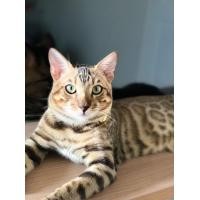 ราคา รับผสมพันธุ์แมวเบงกอล (360704632)