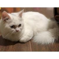 ราคา เปอร์เซียแท้ (360701518)