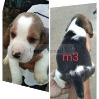 ราคา ลูกบีเกิ้ล (360704846)