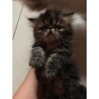 ราคา แมวเอ็กโซติกขนยาว (360682400)