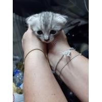 ราคา ขายลูกแมวสก๊อตติสโฟแท้ผสมแมวไทย (360679082)