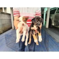 ราคา ลูกลาบาดอร์ผสมหมาไทยและลูกไซบีเรียนผสมหมาไทย ฉลาด เฝ้าบ้านดี ชุดรับวาเลนไทน์ จาก kankarnclub (360694913)