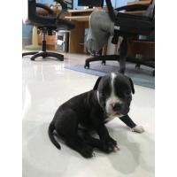 ราคา หมาบูลลี่ (360693169)