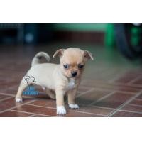 ราคา ชิวาวาขนสั้น เพศผู้ (360692376)