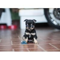 ราคา ชิวาวาขนสั้น เพศเมีย (360692362)