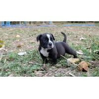 ราคา อเมริกันบูลลี่ (360688956)