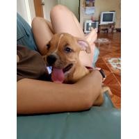 ราคา อเมริกัน บูลลี่ เพศเมีย (360688681)