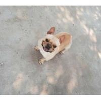 ราคา เปิดรับผสม พ่อพันธุ์เฟรนบูลด็อกสีครีม (360685043)