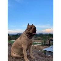 ราคา รับผสมพิตบูล ลูกปาเกียวแชมป์ลากประเทศไทย (360684971)