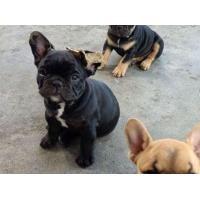 ราคา ขายเฟร้นบูลด็อก (360684804)