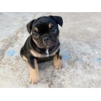 ราคา ขายลูกเฟร้นบูลด็อก (360684644)