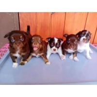 ราคา เปิดจองน้องชิวาว่าขนยาว (360684755)