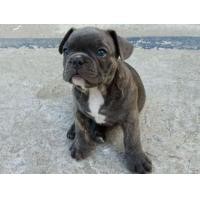 ราคา ขายเฟร้นบูลด็อก (360684715)