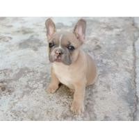 ราคา ขายลูกสุนัขเฟร้นบูลด็อก (360684397)
