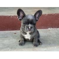 ราคา ขายลูกเฟร้นบูลด็อก (360684495)