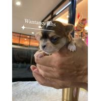 ราคา น้องชิวาว่าแท้ ขนยาว พันธุ์เล็ก (360684045)