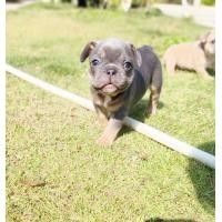 ราคา ขายลูกเฟร้นบูลด็อก (360684336)