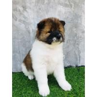 ราคา ลูกบางแก้ว (360682974)