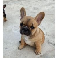 ราคา ขายลูกเฟร้นบูลด็อก (360682259)