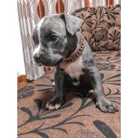 ราคา บูลลี่ (360681144)