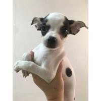 ราคา ชิวาว่าขนสั้นผู้แท้ (360665106)